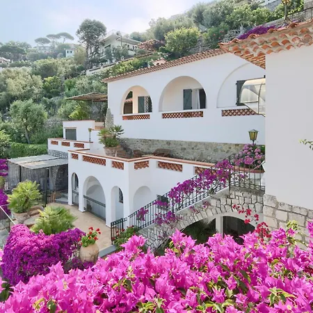 Bouganvillea *